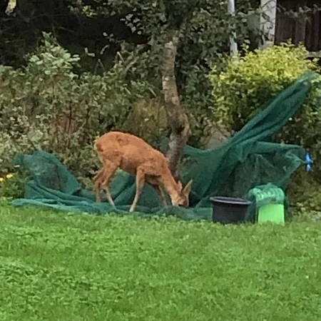 Apartment De Luette Moehl Hollingstedt